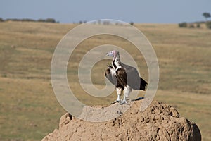 Lappet Faced Vulture on termite hill.