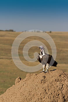 Lappet Faced Vulture on termite hill.