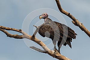 Lappet-faced Vulture - Torgos tracheliotos