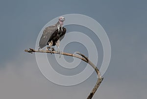 Lappet-faced Vulture - Torgos tracheliotos