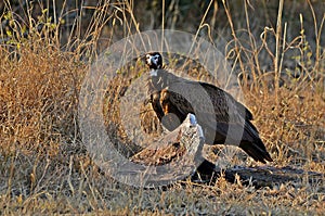 Lappet-faced Vulture {Torgos tracheliotos}
