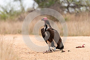 Lappet-Faced Vulture (Torgos tracheliotus
