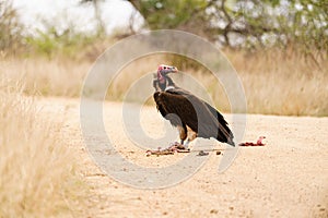 Lappet-Faced Vulture (Torgos tracheliotus) on the lookout while eating roadkill in Kruger Park, South Africa