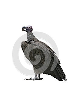 Lappet-faced vulture, Torgos tracheliotus