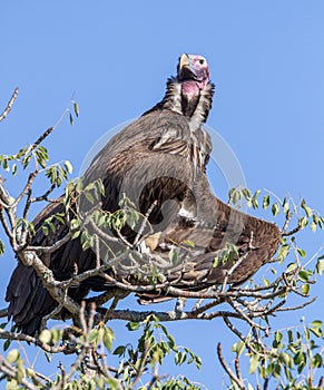 Lappet-faced vulture in tree in Kruger Park