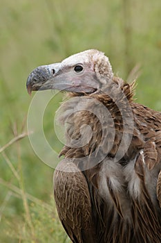 A Lappet-faced vulture up close