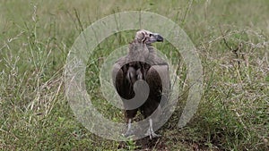 A Lappet-faced vulture up close