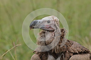 A Lappet-faced vulture up close photo
