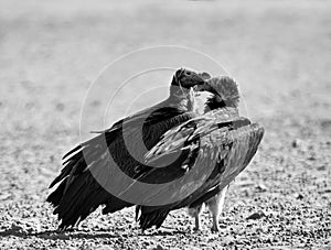 Lappet-Faced Vultures