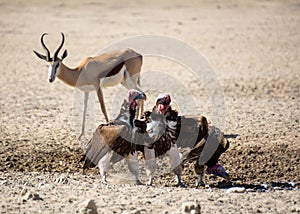 Lappet-faced Vultures