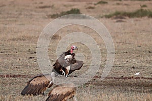 Lappet-faced vultures in the african savannah.