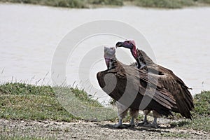 Lappet-faced Vultures in Serengeti National Park