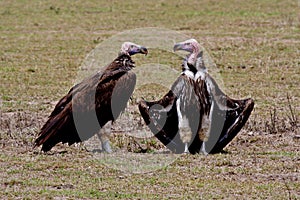 Lappet-faced vultures sunbathing after meal