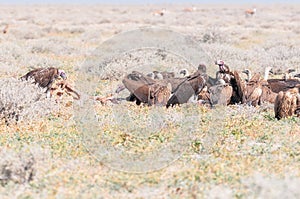 Lappet-faced vultures in tug of war with springbok hide