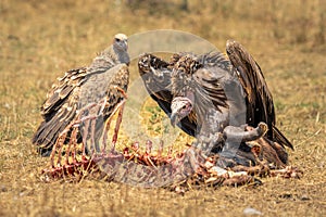 Lappet-faced and white-backed vultures with wildebeest carcase