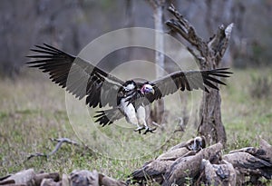 Lappet facet vulture is a rare species of bulture in Africa.