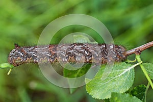 Lappet - Gastropacha quercifolia