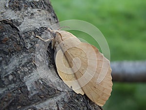 lappet moth