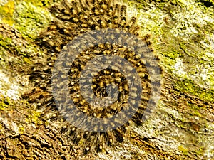 Lappet moth caterpillars gathering