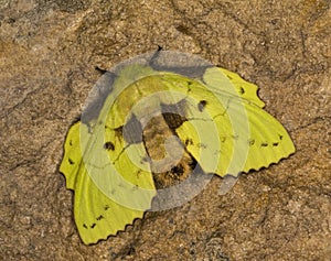 Lappet Moth or eggars, Lasiocampidae, Cherrapunjee, Meghalaya