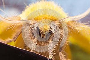 Lappet Moth, female (Trabala viridana, Lasiocampidae)