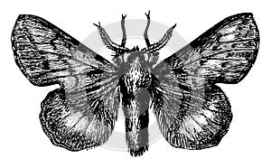 Lappet Moth, vintage illustration
