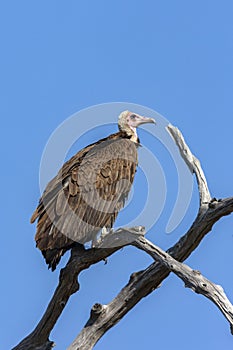 Lappetfaced Vulture - Botswana - Africa