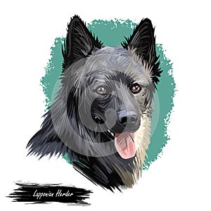 Lapponian herder dog canine closeup of pet digital art illustration. Lapinporokoira hound with stuck out tongue, lapsk