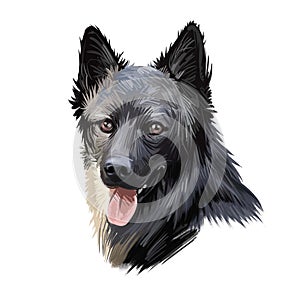 Lapponian herder dog canine closeup of pet digital art illustration. Lapinporokoira hound with stuck out tongue, lapsk vallhund photo