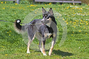 Lapponian herder dog during a morning walk in the city park.