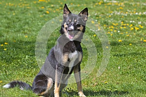 Lapponian herder dog during a morning walk in the city park.