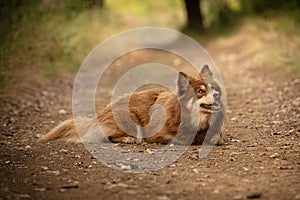 Lapponian herder lying