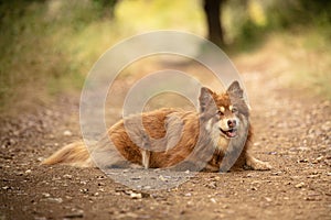 Lapponian herder lying