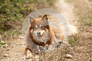 Lapponian herder lying