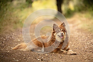 Lapponian herder lying photo