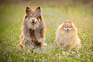 Lapponian herder and pomeranian dog seated