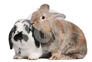 Lapponian Herder rabbits, 3 years old photo