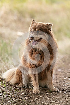 Lapponian herder seated