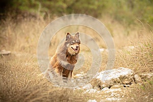 Lapponian herder seated