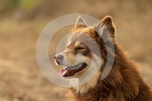 Lapponian herder seated