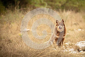 Lapponian herder seated