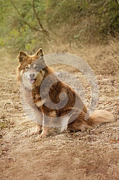 Lapponian herder seated