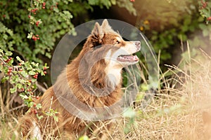 Lapponian herder seated