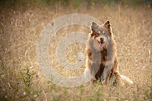Lapponian herder seated