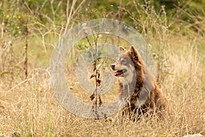 Lapponian herder seated photo