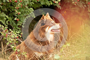 Lapponian herder seated in the middle of wild bays