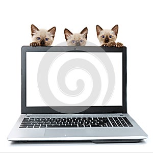 Laptop with blank screen on white table with kittins. Cut cats. Pats on white background. ÃÂ¡oncept on help and technical support photo