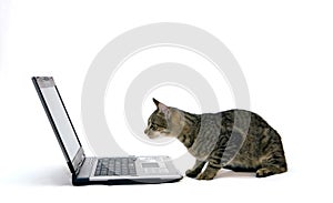 Computadora portátil computadora a gato 
