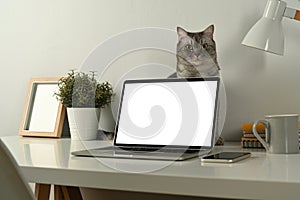 Laptop computer with empty screen and lovely tabby cat on white table. Home office interior