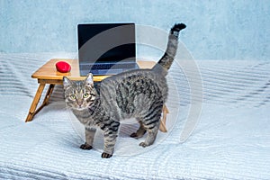 Laptop and a computer mouse on a laptop stand on a bed. Concept working remotely. Cat next to a laptop